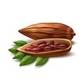 Vector realistic cocoa beans