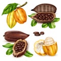 Realistic Cocoa Icon Set