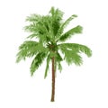 Realistic coconut tree, natural palm illustration, vector summer