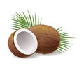 Realistic coconuts icon