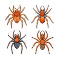 Realistic Color Illustration of Corinnidae Royalty Free Stock Photo