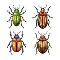 Realistic Color Illustration of Dermestid Beetle Royalty Free Stock Photo