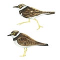 Realistic color scientific illustration of cute Little bird ringed plover (Charadrius dubius) isolated on white