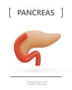 Realistic colored pancreas. Anatomically correct human internal organ