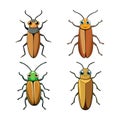 Realistic Colorful Eyed Click Beetle Illustration Royalty Free Stock Photo
