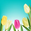 Realistic Colorful Tulips in Background