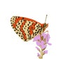 The realistic vector illustration of Fritillary butterfly isolated in white