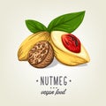Realistic colour nutmeg with leaves and seeds. Vector icon of nuts isolated on background.