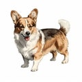 Realistic Corgi Dog Drawing Illustration In Traditional Oil Painting Style