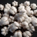 Realistic cotton bolls. Cotton flower background. Close-up of white cotton flowers