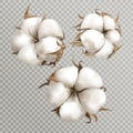 Realistic cotton flowers ripe opened boll seed