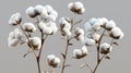 Realistic cotton branches with white blossoms, isolated transparent background, natural fluffy fiber ripe bolls with