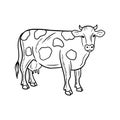 Realistic cow with spots with milk standing in black isolated in white background. Hand drawn vector sketch illustration Royalty Free Stock Photo