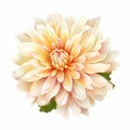 Realistic Creamy Dahlia Flower Illustration With Soft-edged Details