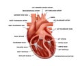 Realistic cross-section heart anatomy with descriptions. Diagram of human heart illustration. Royalty Free Stock Photo