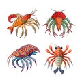 Realistic Cryptolithodes Crustacean Colorful Illustration Royalty Free Stock Photo