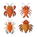 Realistic Cryptolithodes Crustacean Colorful Illustration Royalty Free Stock Photo