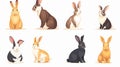 Realistic Cute Rabbits from Different Breeds Set for Design Projects Royalty Free Stock Photo