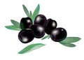 Realistic 3d boneless black olives with few leaves composition isolated on white Royalty Free Stock Photo