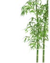Realistic 3d Detailed Bamboo