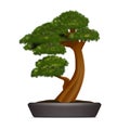 Realistic 3d Detailed Bonsai Pine in Container. Vector