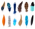 Realistic 3d Detailed Feathers Bird Set. Vector Royalty Free Stock Photo