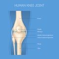 Realistic 3d Detailed Human Knee Joint Anatomy Concept Card. Vector Royalty Free Stock Photo