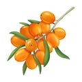 Realistic 3d Detailed Orange Sea Buckthorn Berries on a Branch. Vector