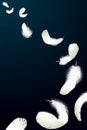 Realistic 3d detailed white swan pigeon feathers fluff black blue background. Vector illustration. Falling feathers