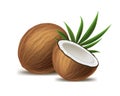 Realistic 3d Detailed Whole Coconut, Half and Green Leaf. Vector