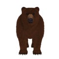 Realistic 3d grizzly bear