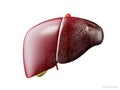 Realistic 3d illustration of comparsion of healthy and sick cirrhosis human livers, isolated white