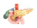 Realistic 3d illustration of human pancreas with gallbladder, duodenum and blood vessels