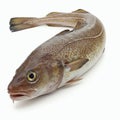 Saffron cod isolated on a white background. 3D illustration Royalty Free Stock Photo