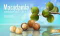 Realistic 3d macadamia nut oil cosmetic shell ad template. Branch leaves nutshell. Light summer sky sunny beauty care