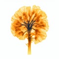 Realistic 3d Marigold X-ray Illustration On White Background Royalty Free Stock Photo