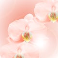 Realistic 3d pink orchid flower background. Vector Illustration Royalty Free Stock Photo