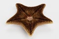 3D Render of Bat Starfish