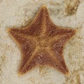 3D Render of Bat Starfish