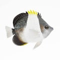 3D Render of Black Pyramid Butterflyfish