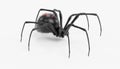 3D Render of Black Widow Spider Royalty Free Stock Photo