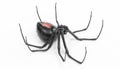 3D Render of Black Widow Spider Royalty Free Stock Photo