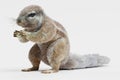 3D Render of Cape Squirrrel Royalty Free Stock Photo