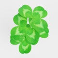 3D Render of Clover Plant