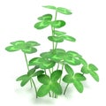 Clover Plant