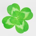 3D Render of Clover Plant