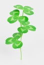 3D Render of Clover Plant