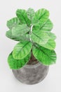 3D Render of Coffe Plant in Pot Royalty Free Stock Photo