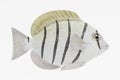 3d Render of Convict Tang Fish Royalty Free Stock Photo