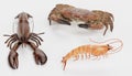3D Render of Crustacean Edible
